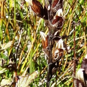 Photographie n°2472503 du taxon Bartsia alpina L. [1753]