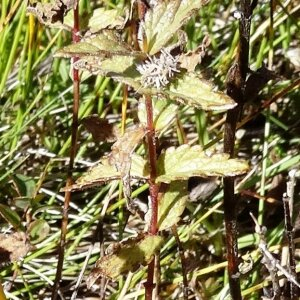 Photographie n°2472505 du taxon Bartsia alpina L. [1753]