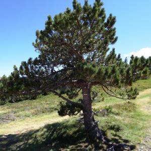 Photographie n°2472534 du taxon Pinus mugo subsp. uncinata (Ramond ex DC.) Domin [1936]