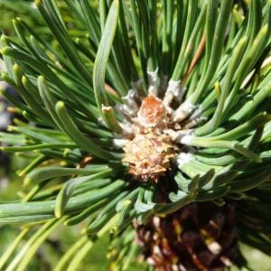 Photographie n°2472536 du taxon Pinus mugo subsp. uncinata (Ramond ex DC.) Domin [1936]