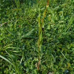 Photographie n°2472540 du taxon Rumex acetosella L. [1753]