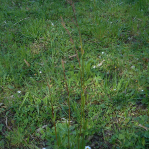 Photographie n°2472541 du taxon Rumex acetosella L. [1753]