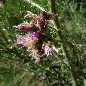 Photographie n°2472542 du taxon Cirsium palustre (L.) Scop. [1772]