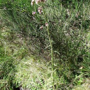 Photographie n°2472545 du taxon Cirsium palustre (L.) Scop. [1772]