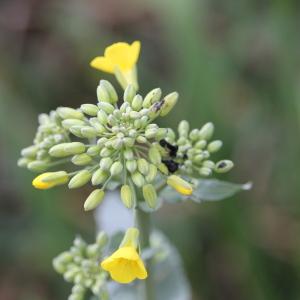 Photographie n°2472566 du taxon Brassica napus L. [1753]