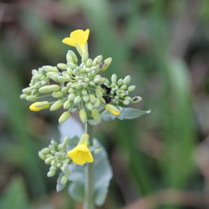 Photographie n°2472567 du taxon Brassica napus L. [1753]