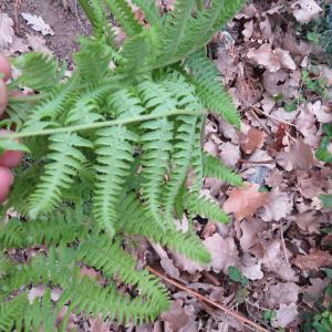 Photographie n°2472568 du taxon Pteridium aquilinum (L.) Kuhn [1879]