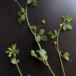 Photographie n°2472581 du taxon Medicago lupulina L. [1753]