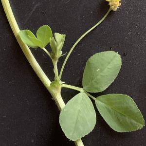 Photographie n°2472582 du taxon Medicago lupulina L. [1753]