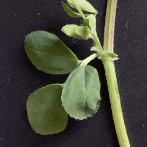 Photographie n°2472583 du taxon Medicago lupulina L. [1753]