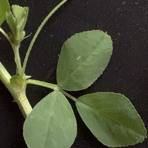 Photographie n°2472584 du taxon Medicago lupulina L. [1753]