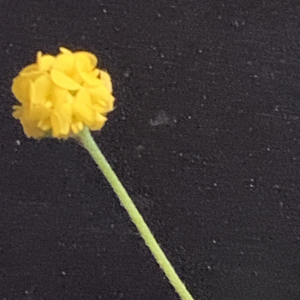 Photographie n°2472585 du taxon Medicago lupulina L. [1753]