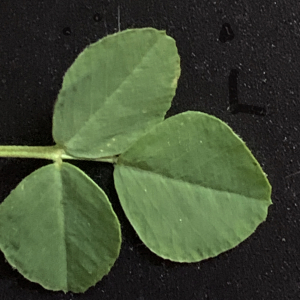 Photographie n°2472586 du taxon Medicago lupulina L. [1753]