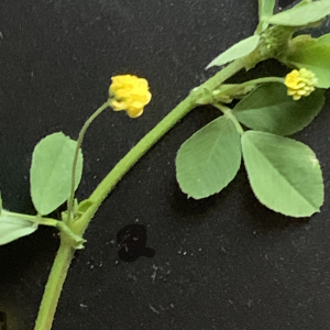 Photographie n°2472587 du taxon Medicago lupulina L. [1753]