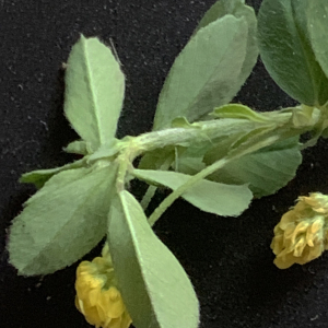 Photographie n°2472591 du taxon Medicago lupulina L. [1753]