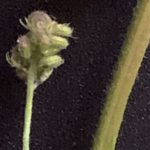 Photographie n°2472593 du taxon Medicago lupulina L. [1753]