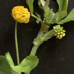 Photographie n°2472597 du taxon Medicago lupulina L. [1753]