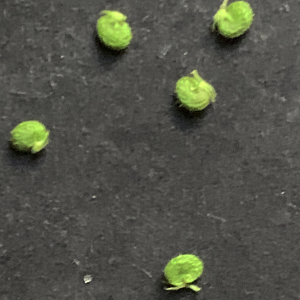 Photographie n°2472601 du taxon Medicago lupulina L. [1753]