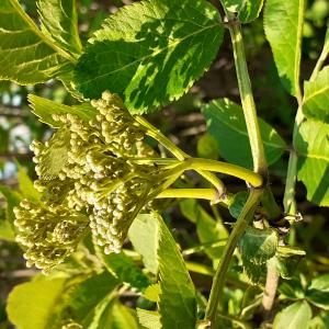 Photographie n°2472612 du taxon Sambucus nigra L. [1753]