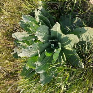 Photographie n°2472625 du taxon Verbascum phlomoides L. [1753]