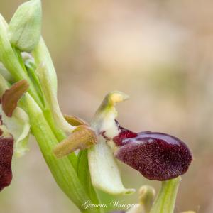 Photographie n°2472636 du taxon Ophrys provincialis (Baumann & Künkele) Paulus [1988]