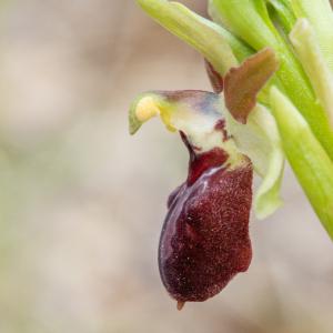 Photographie n°2472637 du taxon Ophrys provincialis (Baumann & Künkele) Paulus [1988]