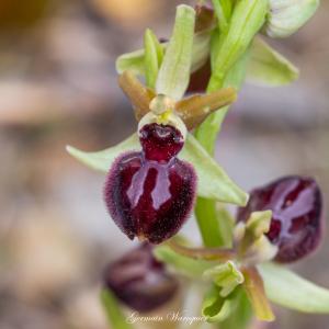 Photographie n°2472643 du taxon Ophrys provincialis (Baumann & Künkele) Paulus [1988]