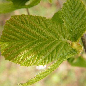 Photographie n°2472653 du taxon Corylus avellana L. [1753]