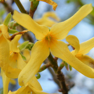  - Forsythia suspensa (Thunb.) Vahl [1804]