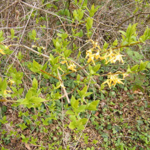  - Forsythia suspensa (Thunb.) Vahl [1804]