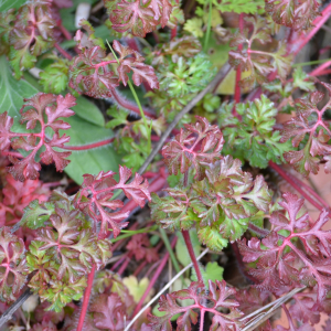 Photographie n°2472687 du taxon Geranium robertianum L.