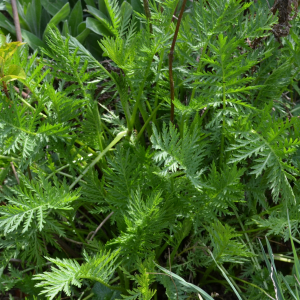 Photographie n°2472689 du taxon Tanacetum vulgare L. [1753]