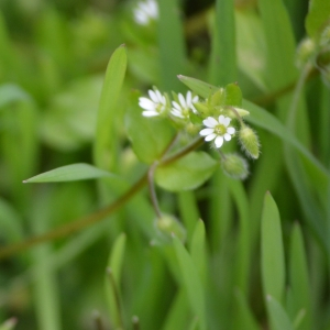 Photographie n°2472746 du taxon Stellaria media (L.) Vill. [1789]