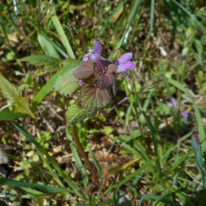 Photographie n°2472756 du taxon Lamium purpureum L. [1753]