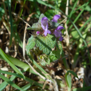 Photographie n°2472757 du taxon Lamium purpureum L. [1753]