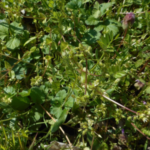 Photographie n°2472760 du taxon Cerastium fontanum Baumg. [1816]