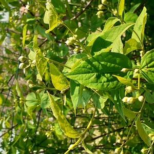 Photographie n°2472767 du taxon Philadelphus coronarius L. [1753]