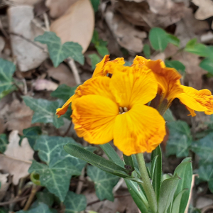 Photographie n°2472768 du taxon Erysimum cheiri (L.) Crantz [1769]