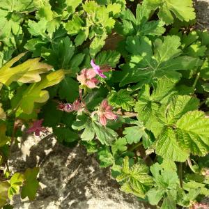 Photographie n°2472771 du taxon Geranium macrorrhizum L. [1753]