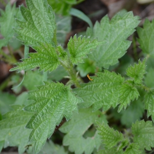 Photographie n°2472781 du taxon Urtica dioica L. [1753]