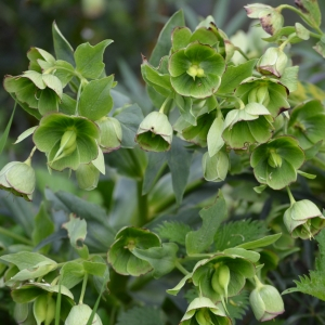 Photographie n°2472783 du taxon Helleborus foetidus L. [1753]