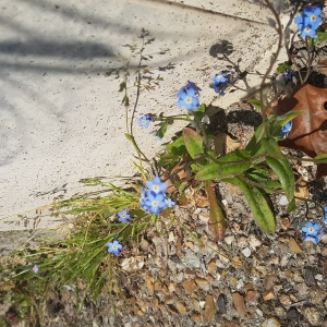 Photographie n°2472790 du taxon Myosotis arvensis Hill