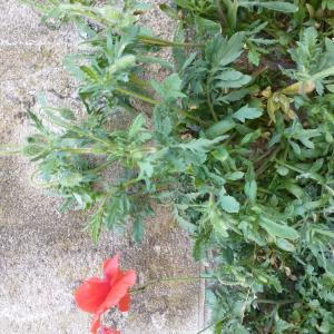 Photographie n°2472803 du taxon Papaver rhoeas L.