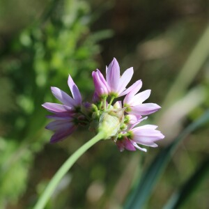 Photographie n°2472819 du taxon Allium roseum L.