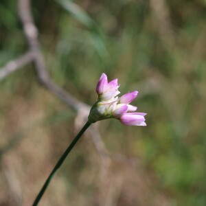 Photographie n°2472820 du taxon Allium roseum L.