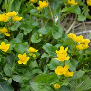 Photographie n°2472843 du taxon Caltha palustris L. [1753]