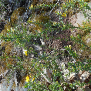 Photographie n°2472847 du taxon Cytisus scoparius (L.) Link [1822]