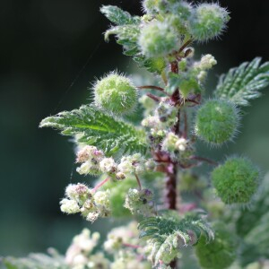 Photographie n°2472848 du taxon Urtica pilulifera L.