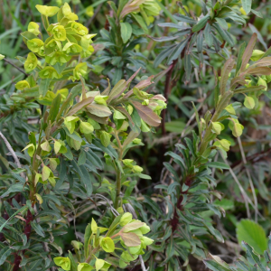 Photographie n°2472853 du taxon Euphorbia amygdaloides L. [1753]