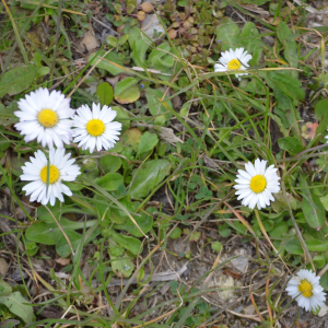 Photographie n°2472869 du taxon Bellis perennis L. [1753]